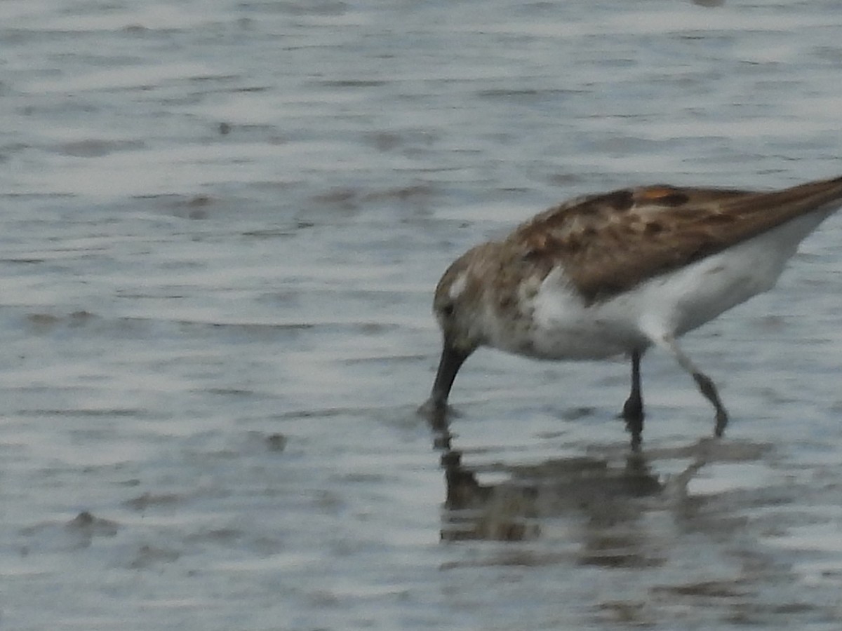 Alaska Kumkuşu - ML644732765