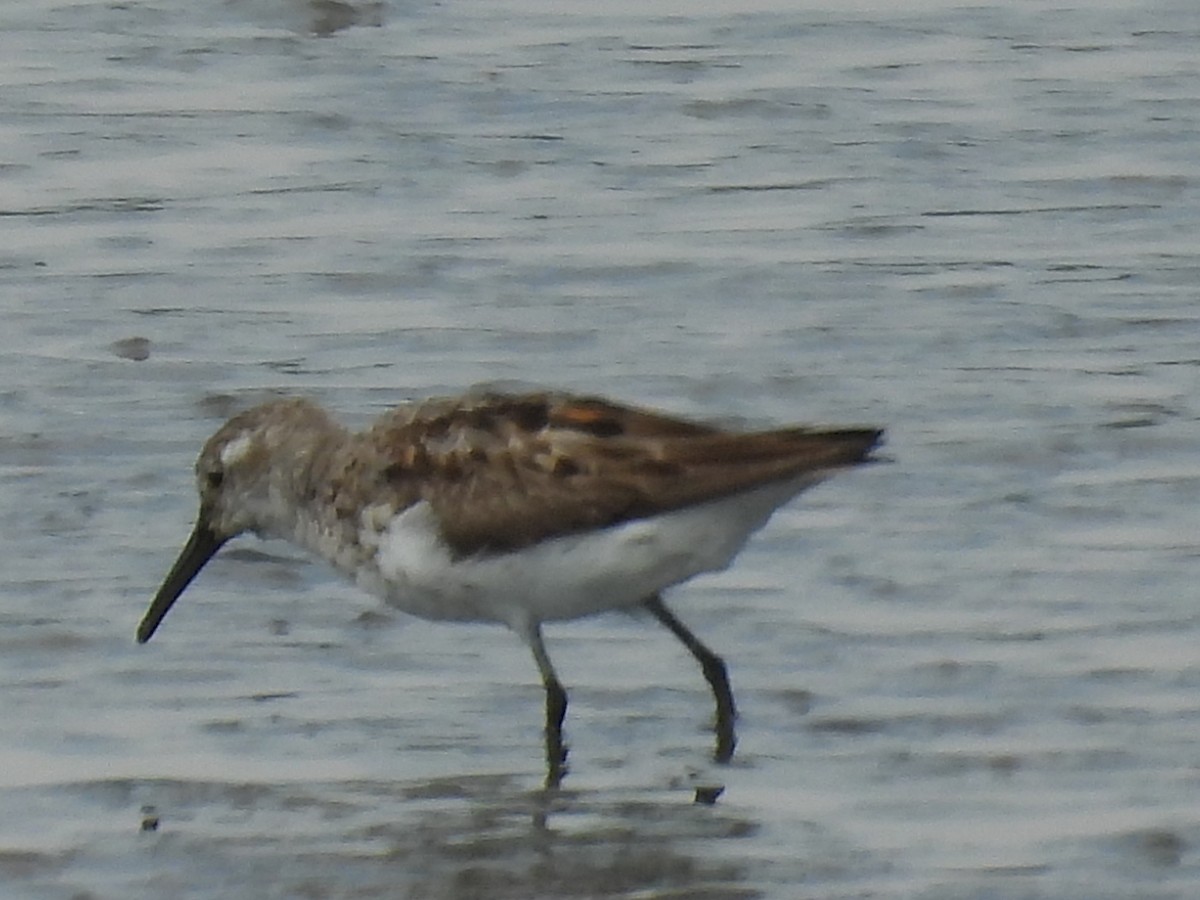 Alaska Kumkuşu - ML644732767