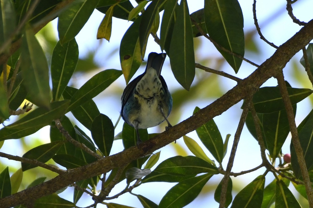 Golden-hooded Tanager - ML644732768