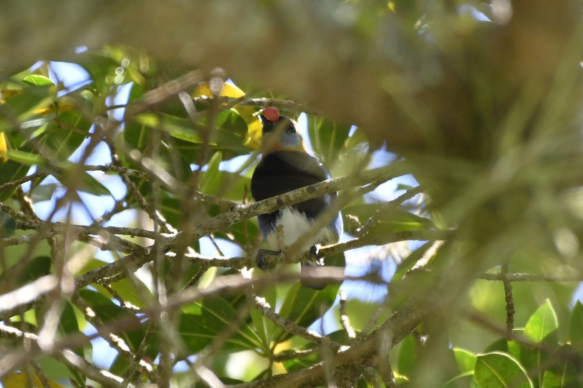 Golden-hooded Tanager - ML644732770