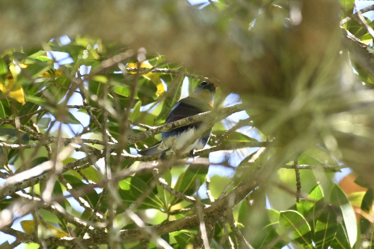 Golden-hooded Tanager - ML644732775