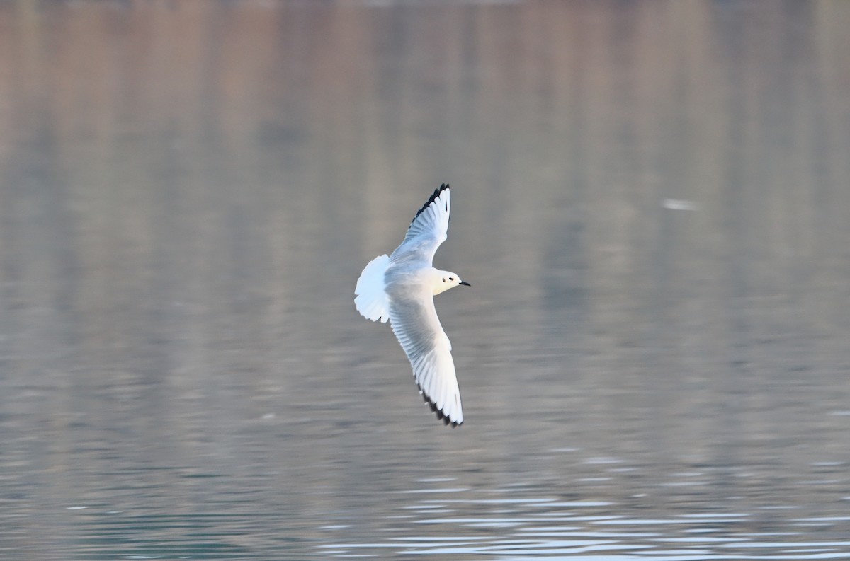 Мартин канадський - ML644732778