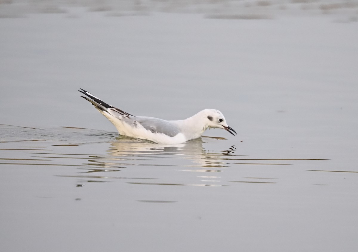 Мартин канадський - ML644732781