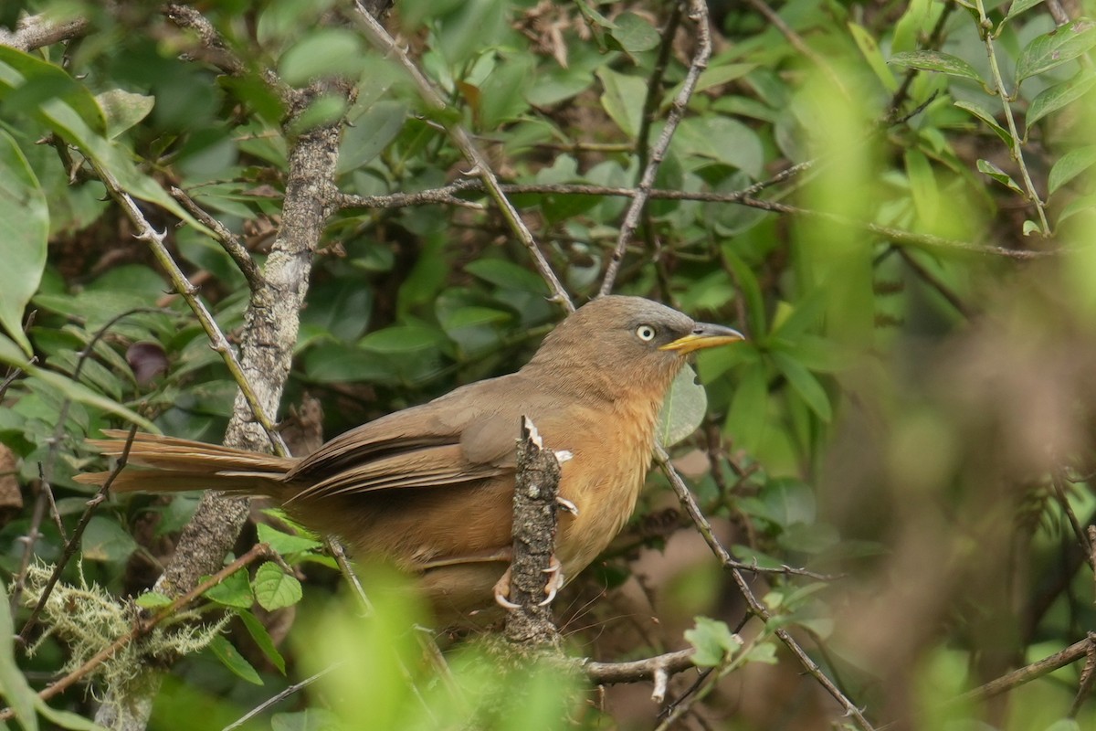 Rufous Babbler - ML644732784