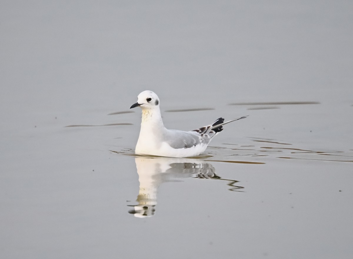 Мартин канадський - ML644732785