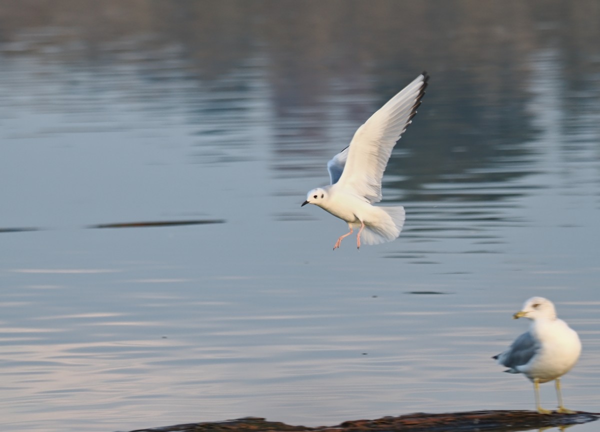 Мартин канадський - ML644732786