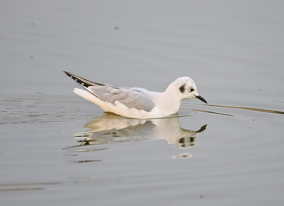 Мартин канадський - ML644732787