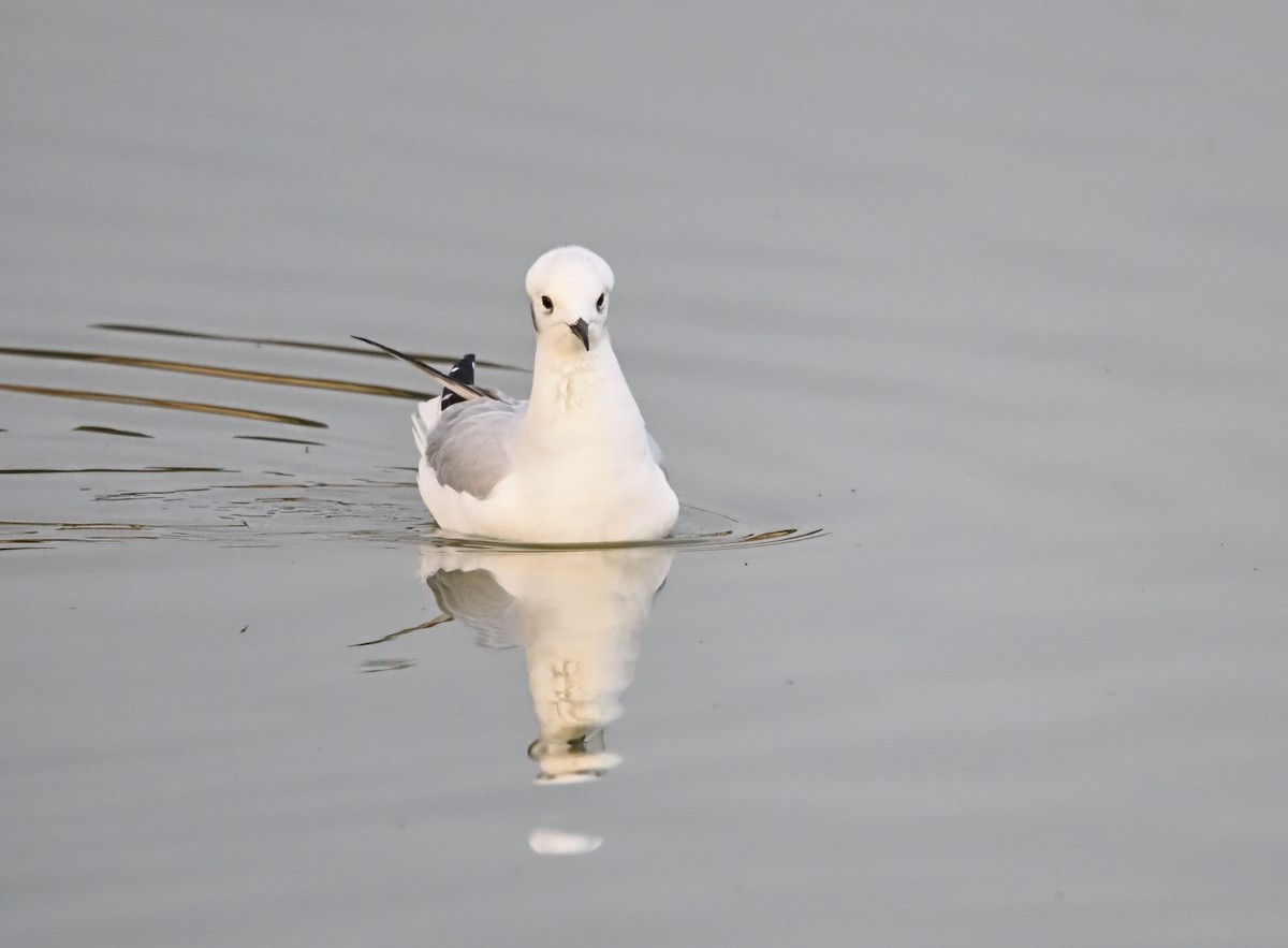 Мартин канадський - ML644732788