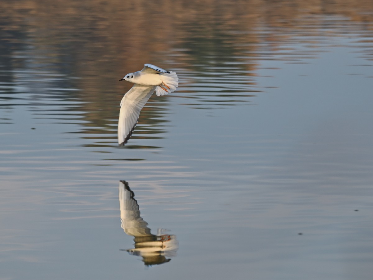 Мартин канадський - ML644732789