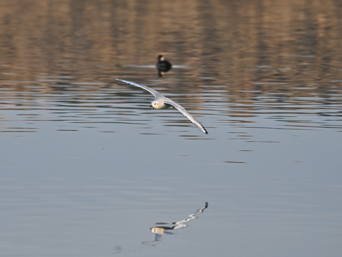 Мартин канадський - ML644732790