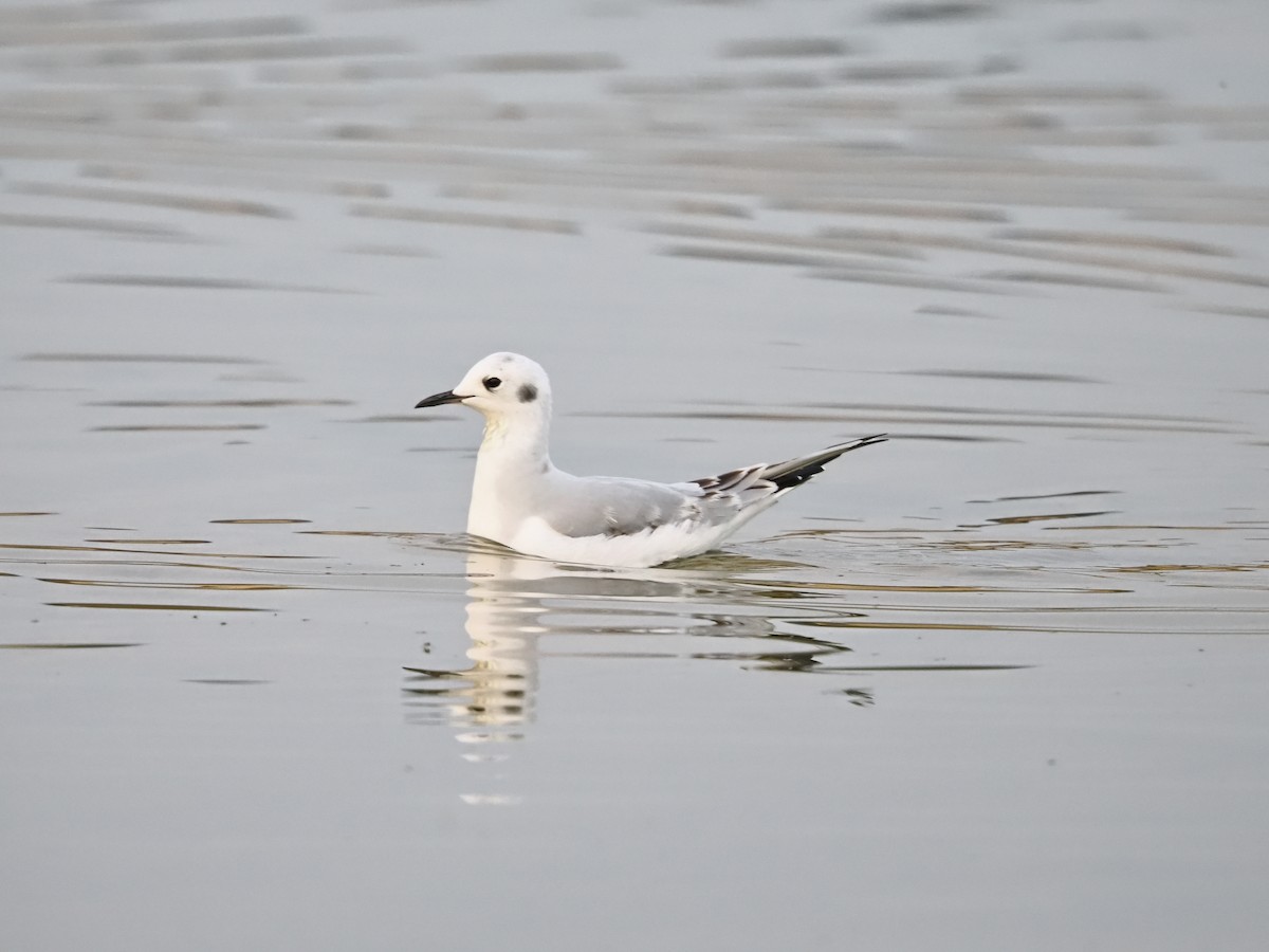 Мартин канадський - ML644732791