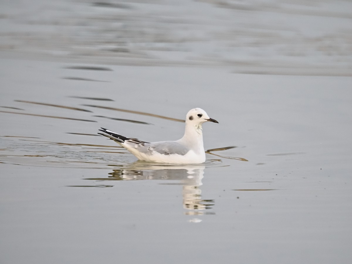 Мартин канадський - ML644732792