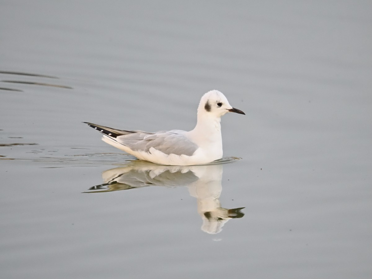 Мартин канадський - ML644732793