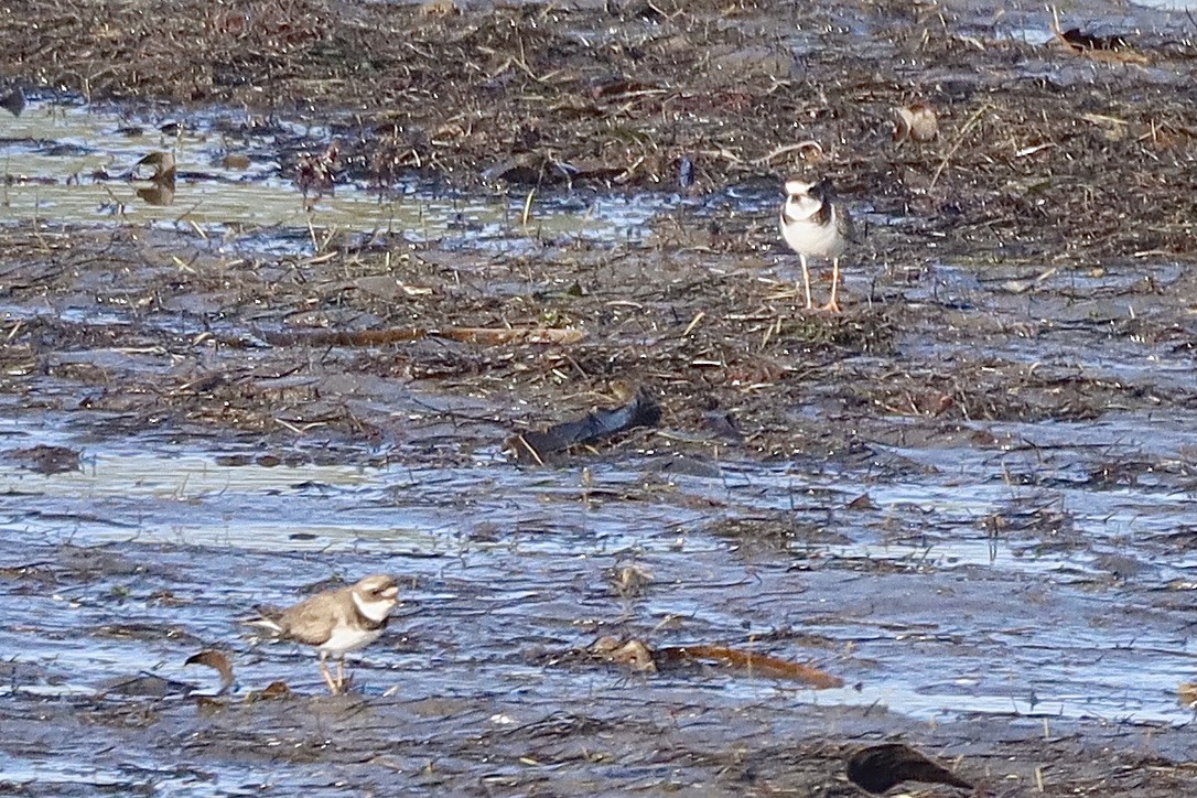 Txirritxo erdipalmatua - ML644732795