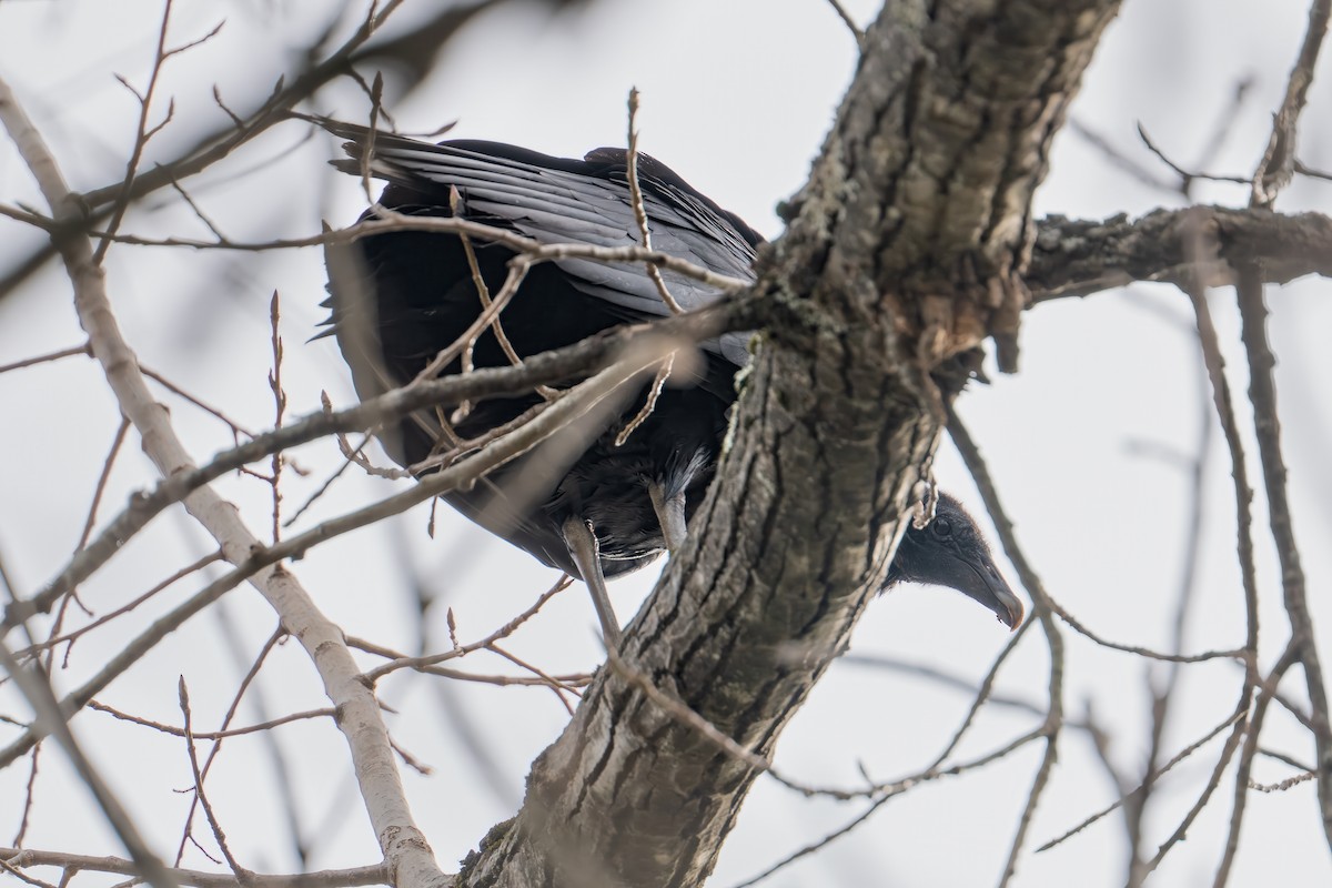 Black Vulture - ML644732796