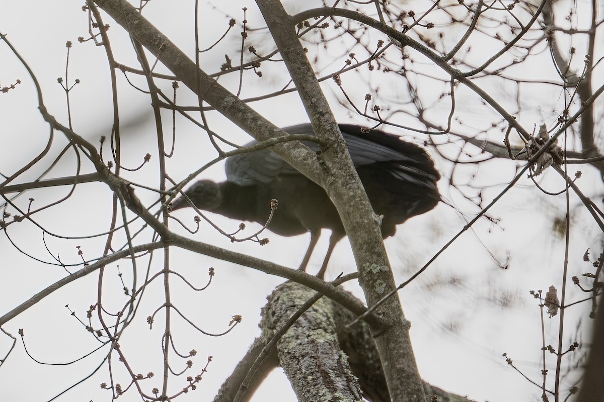 Black Vulture - ML644732797