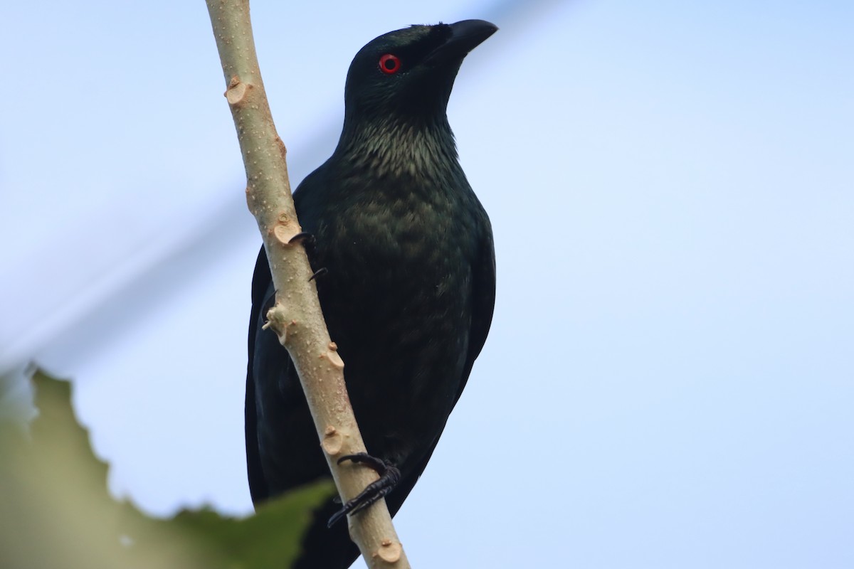 Asian Glossy Starling - ML644732805