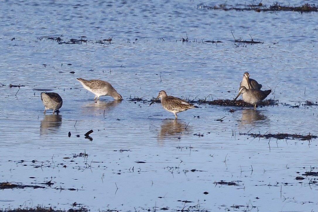 Kuliska grisa/oilagorra - ML644732806