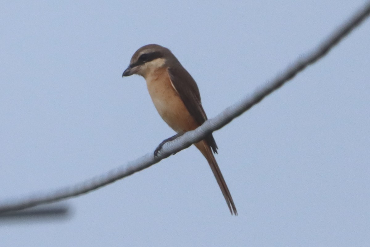 Brown Shrike (Philippine) - ML644732807