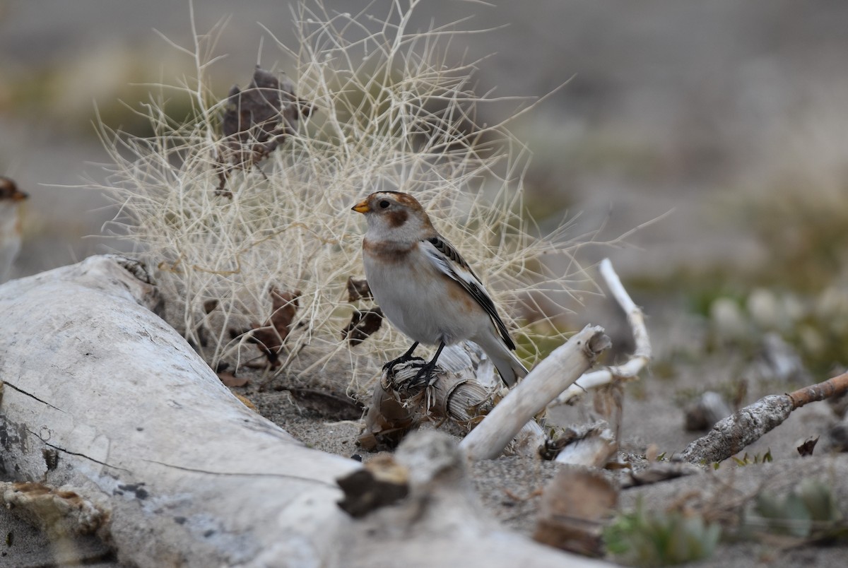 Пуночка снігова - ML644732808