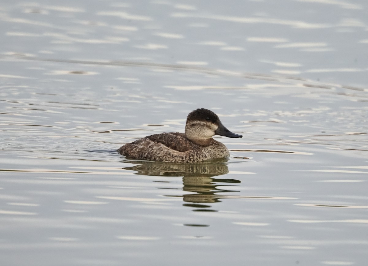 Савка американська - ML644732812