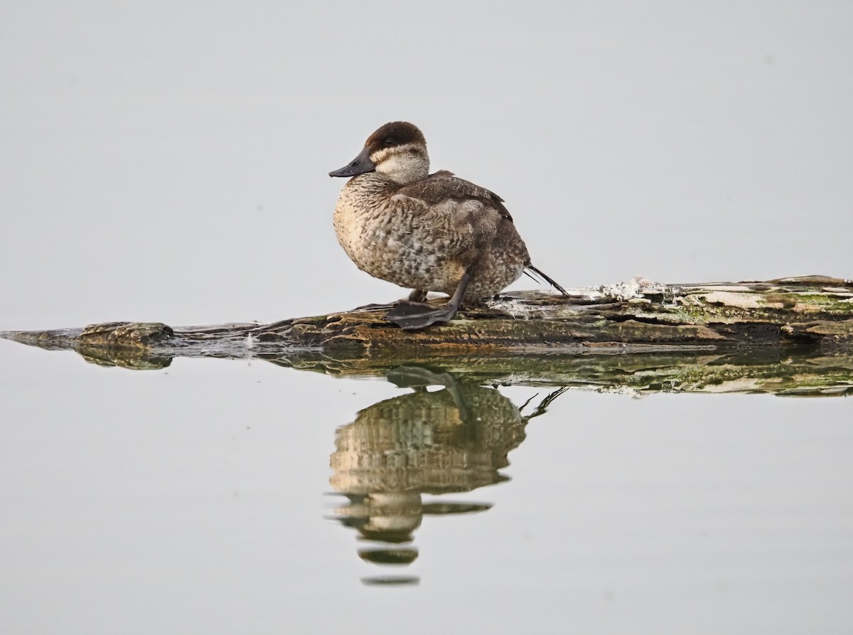 Савка американська - ML644732813