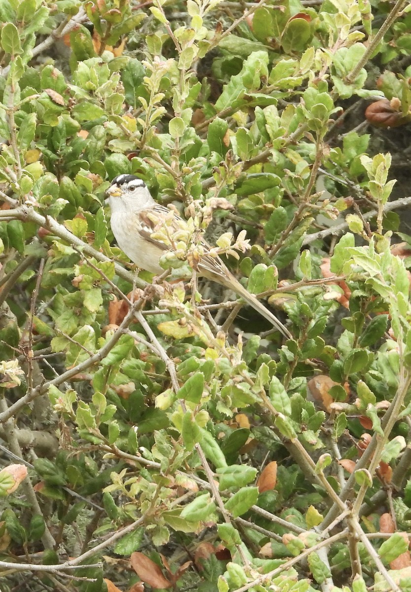 Белобровая овсянка - ML644732820