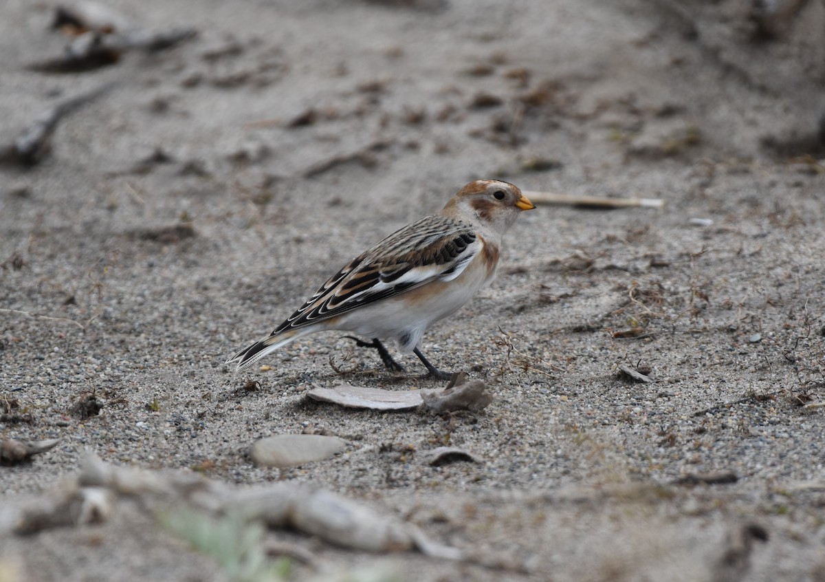 Пуночка снігова - ML644732822