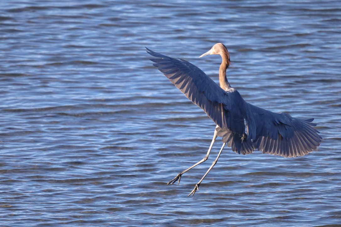 Reddish Egret - ML644732823