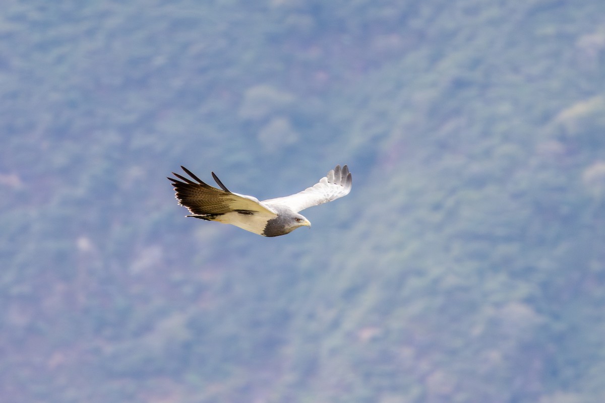 Black-chested Buzzard-Eagle - ML644732825