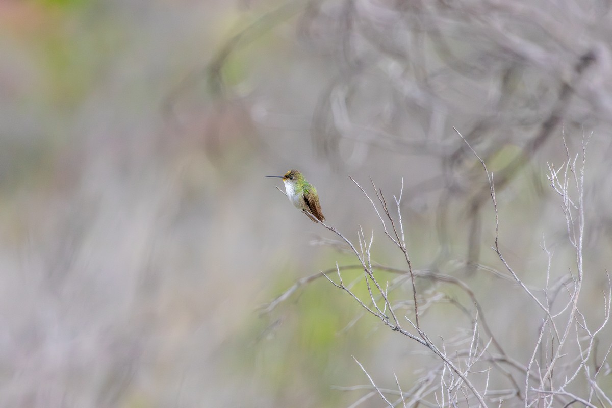 Green-and-white Hummingbird - ML644732828