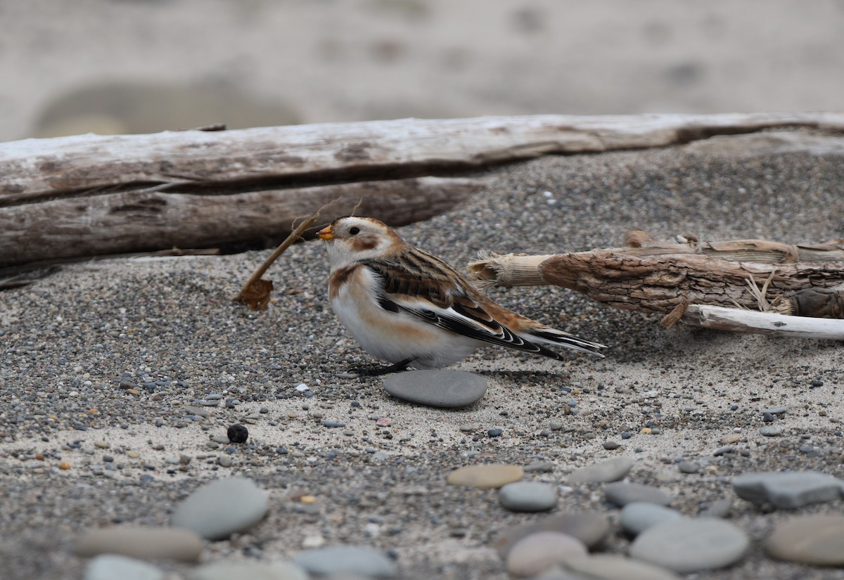 Пуночка снігова - ML644732832