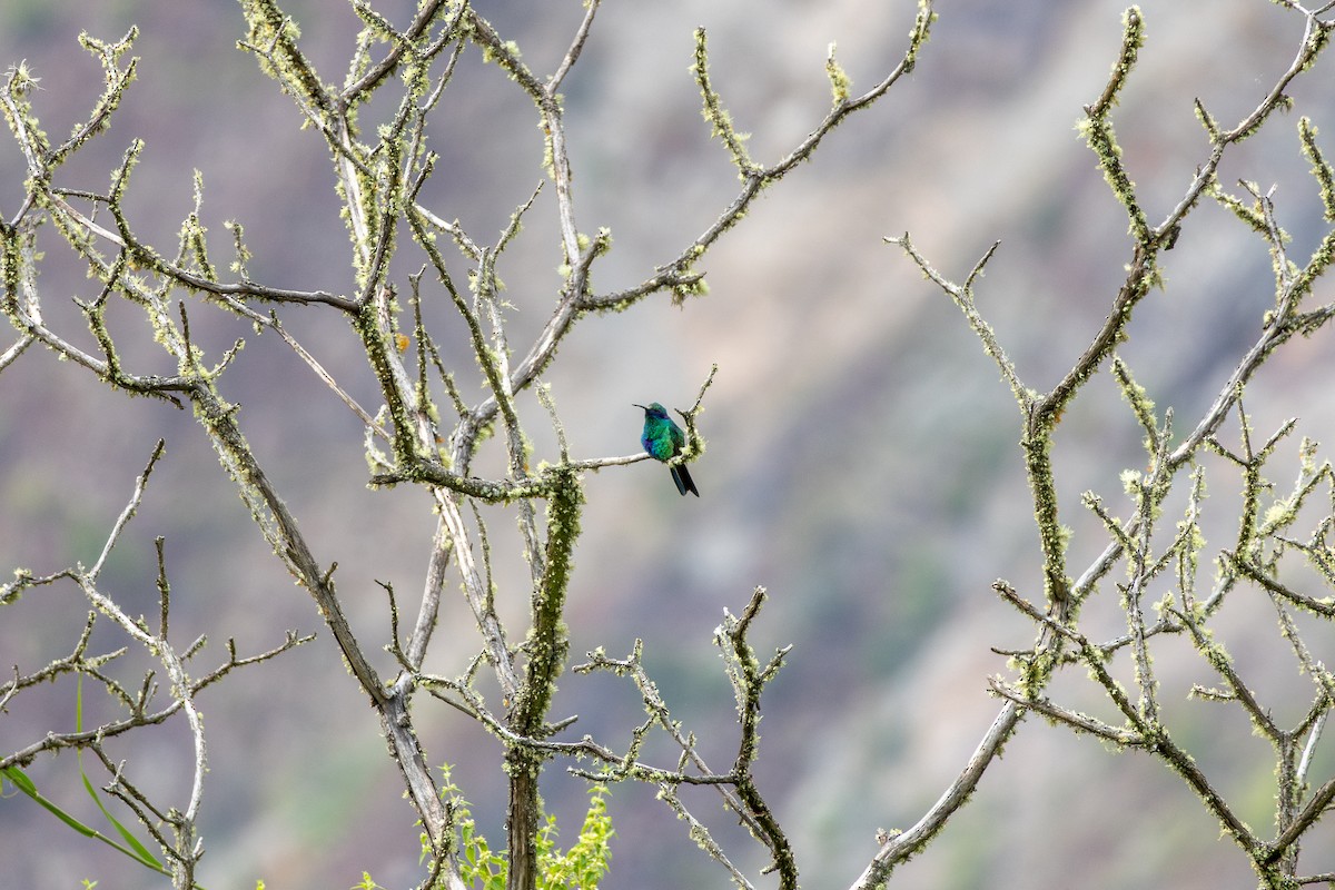 Sparkling Violetear - ML644732833