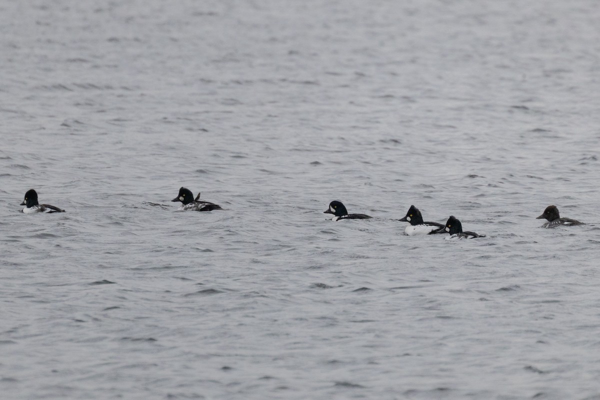 Barrow's Goldeneye - ML644732834