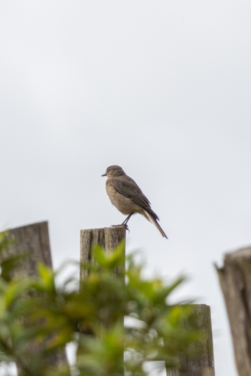 Black-billed Shrike-Tyrant - ML644732836