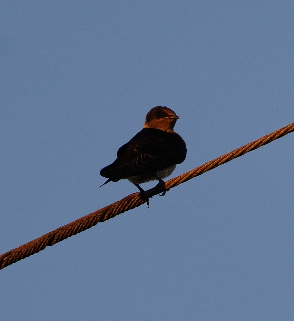 Purple Martin - ML644732837
