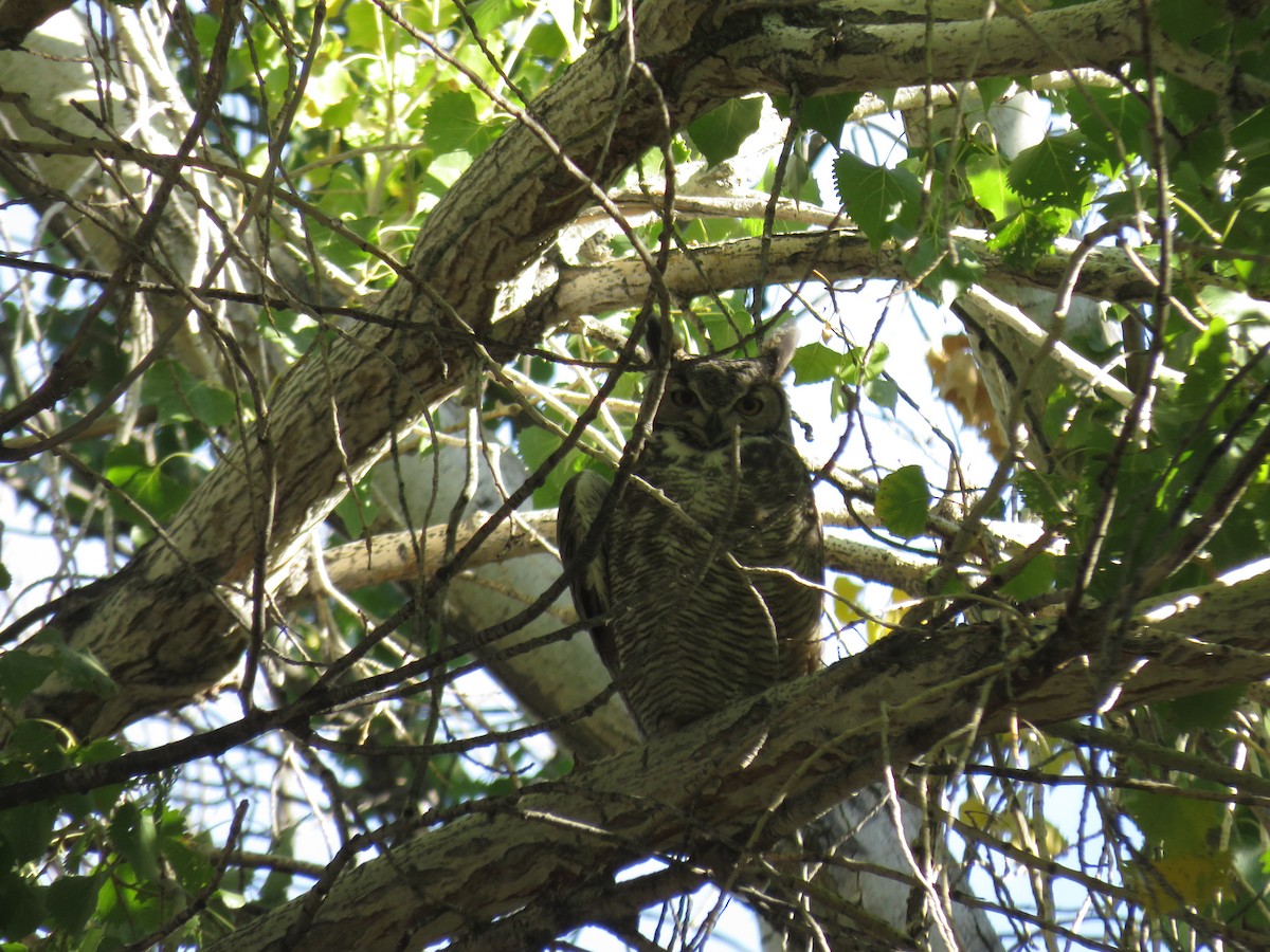 Great Horned Owl - ML644732838