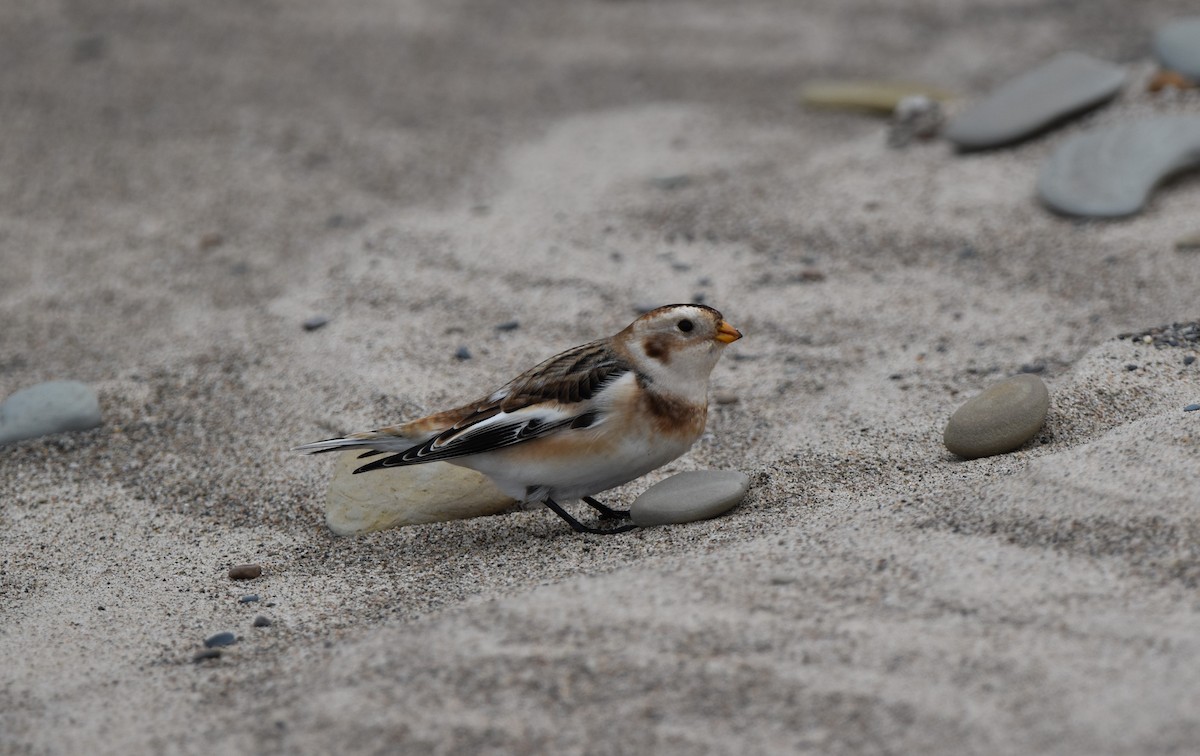 Пуночка снігова - ML644732839
