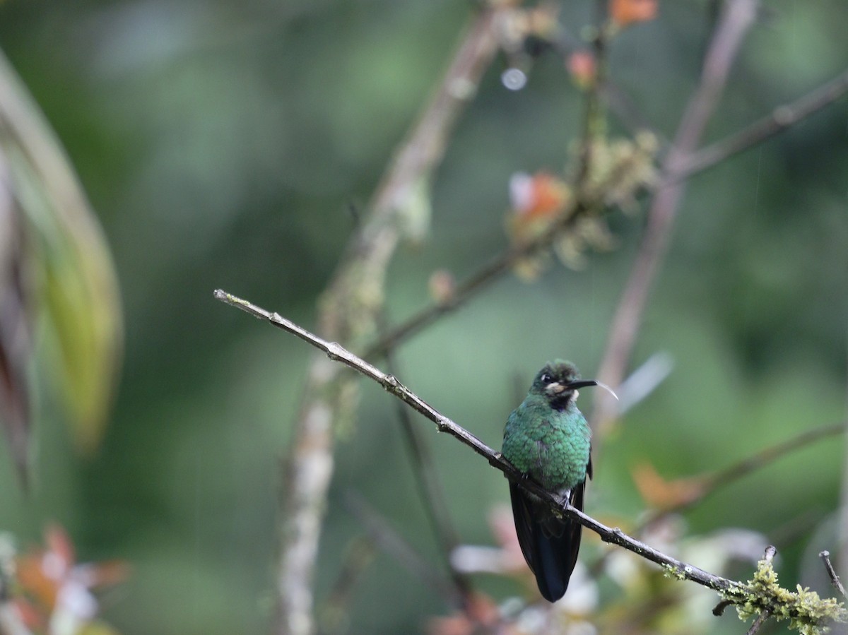 Green-crowned Brilliant - ML644732840