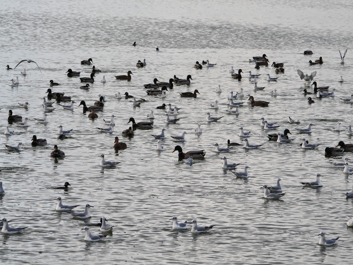 Мартин канадський - ML644732841