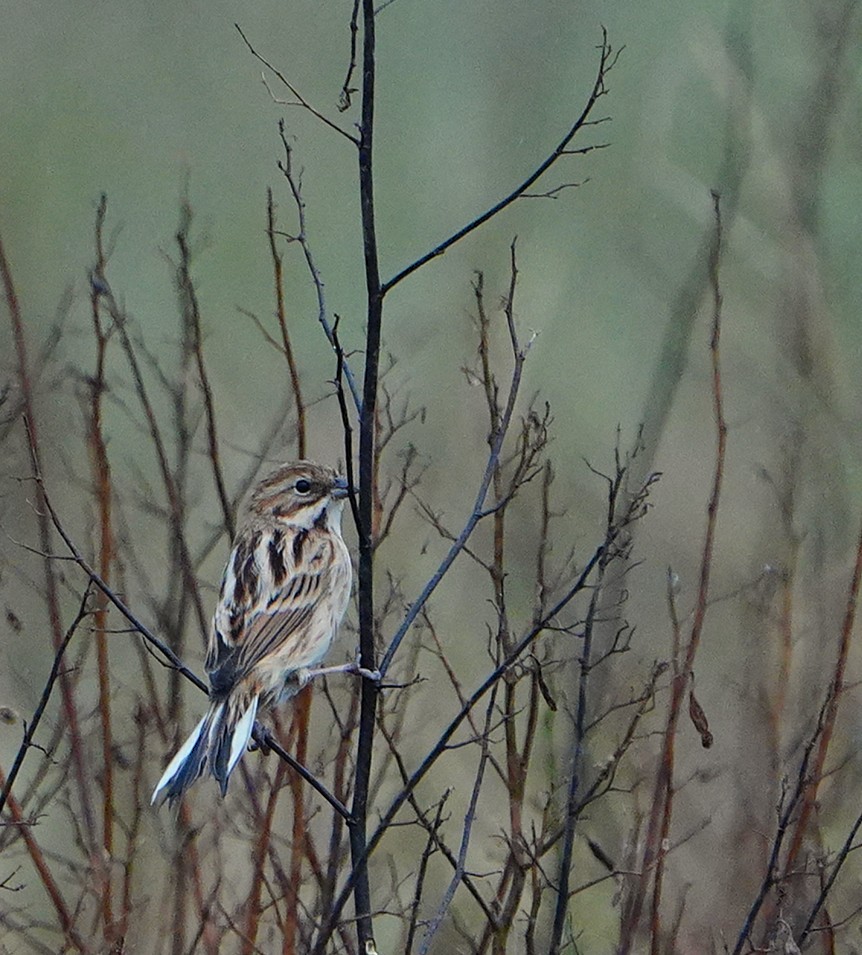Pallas's Bunting - ML644732842