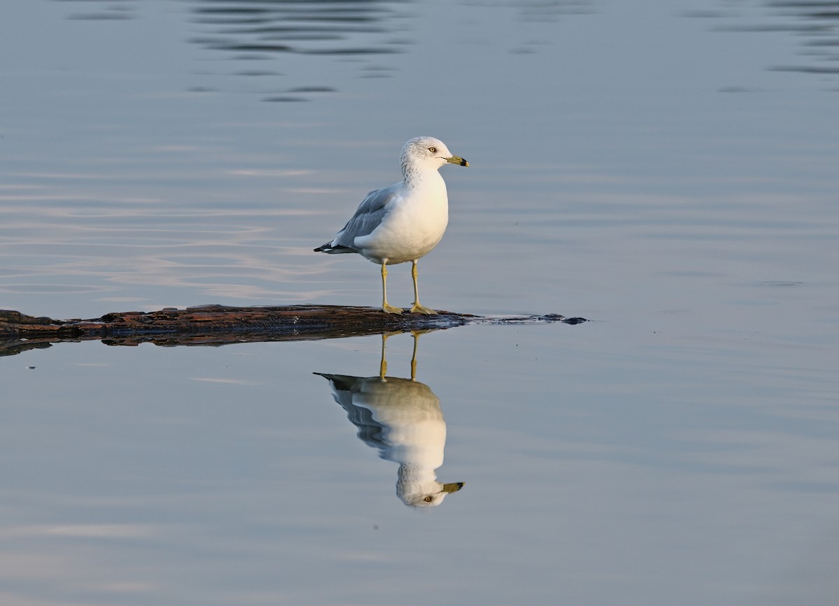 Мартин делаверський - ML644732847