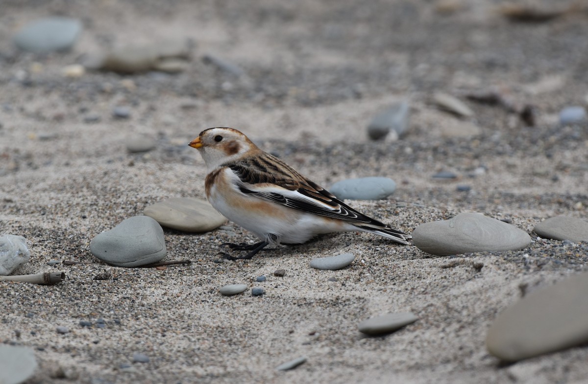 Пуночка снігова - ML644732848