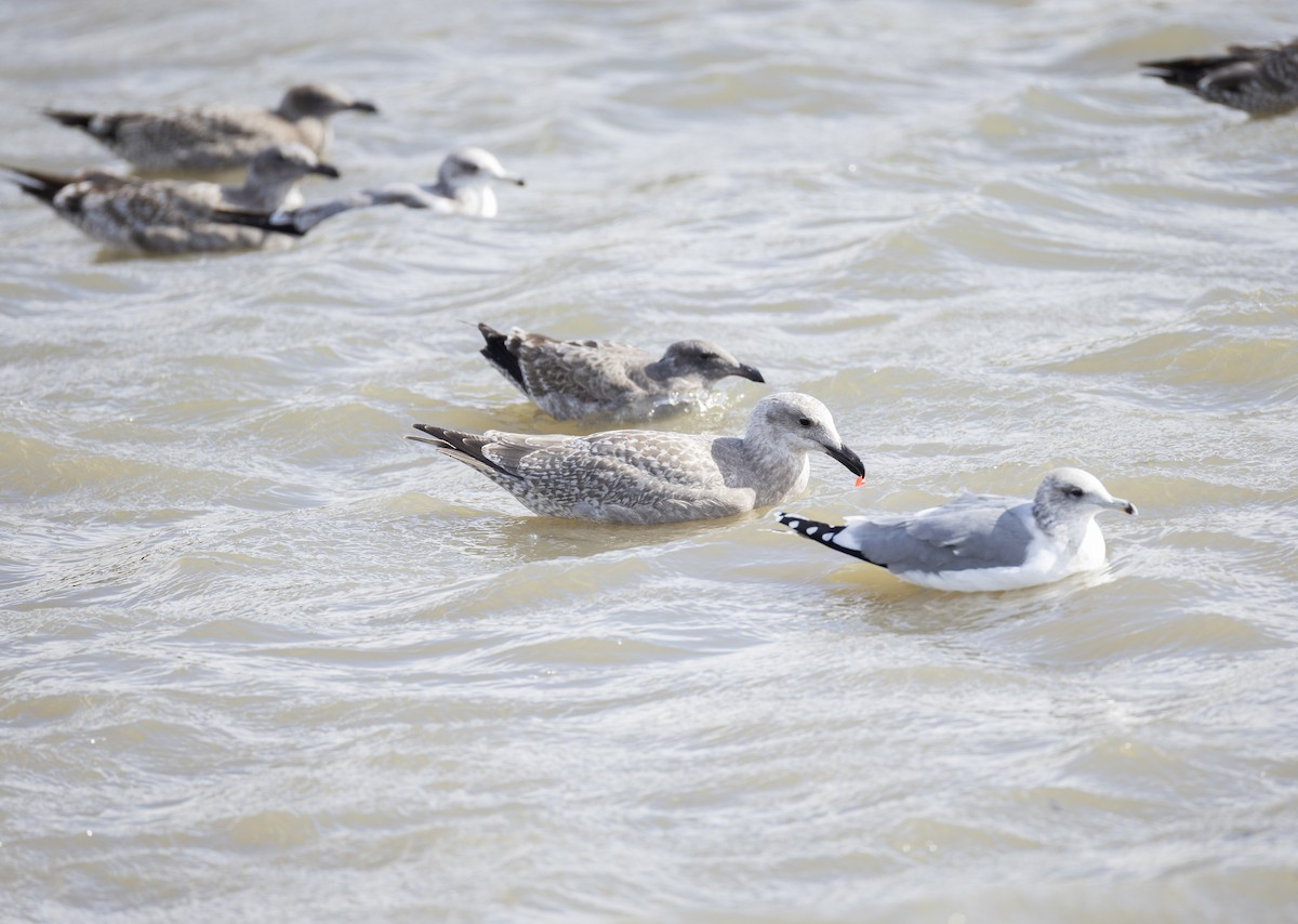 American Herring x Glaucous-winged Gull (hybrid) - ML644732852