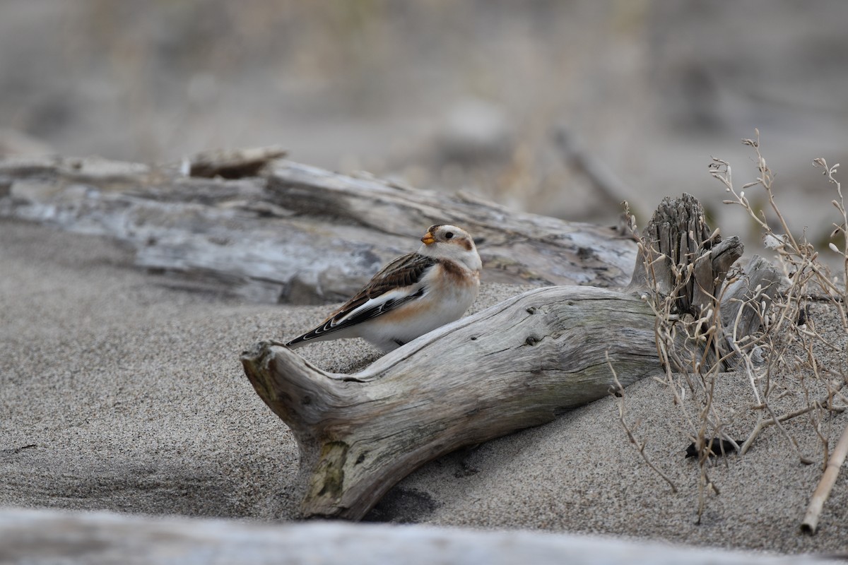 Пуночка снігова - ML644732854
