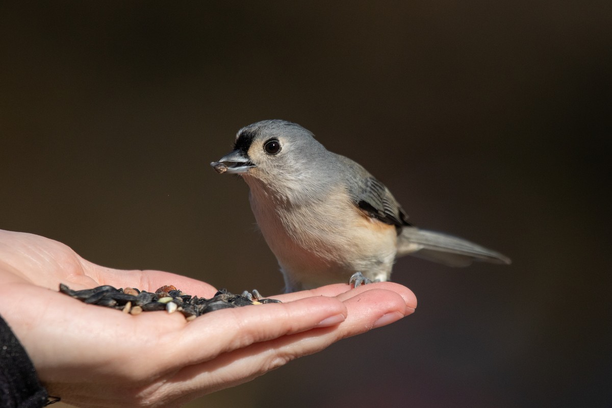 Tufted Titmouse - ML644732858