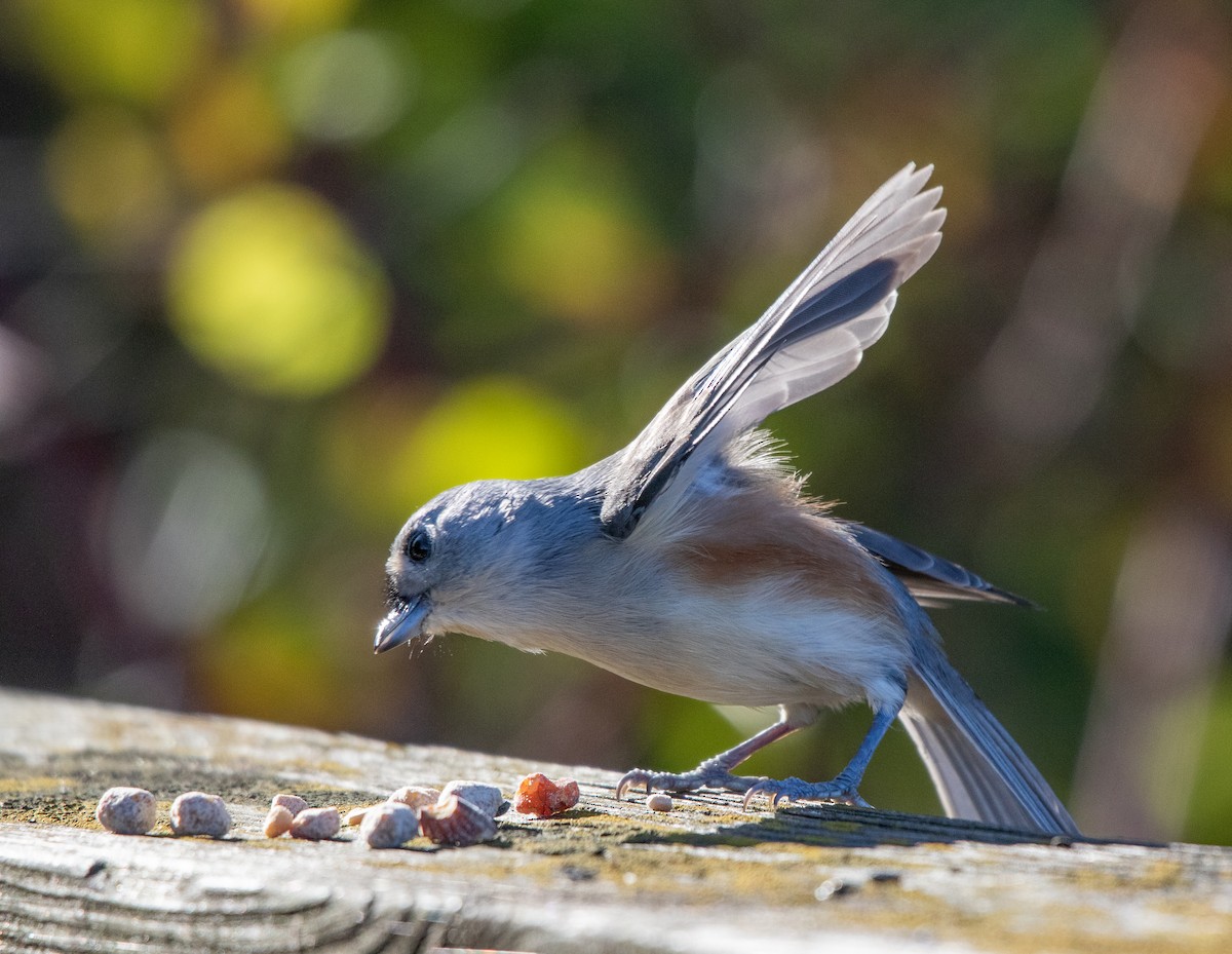 Tufted Titmouse - ML644732859