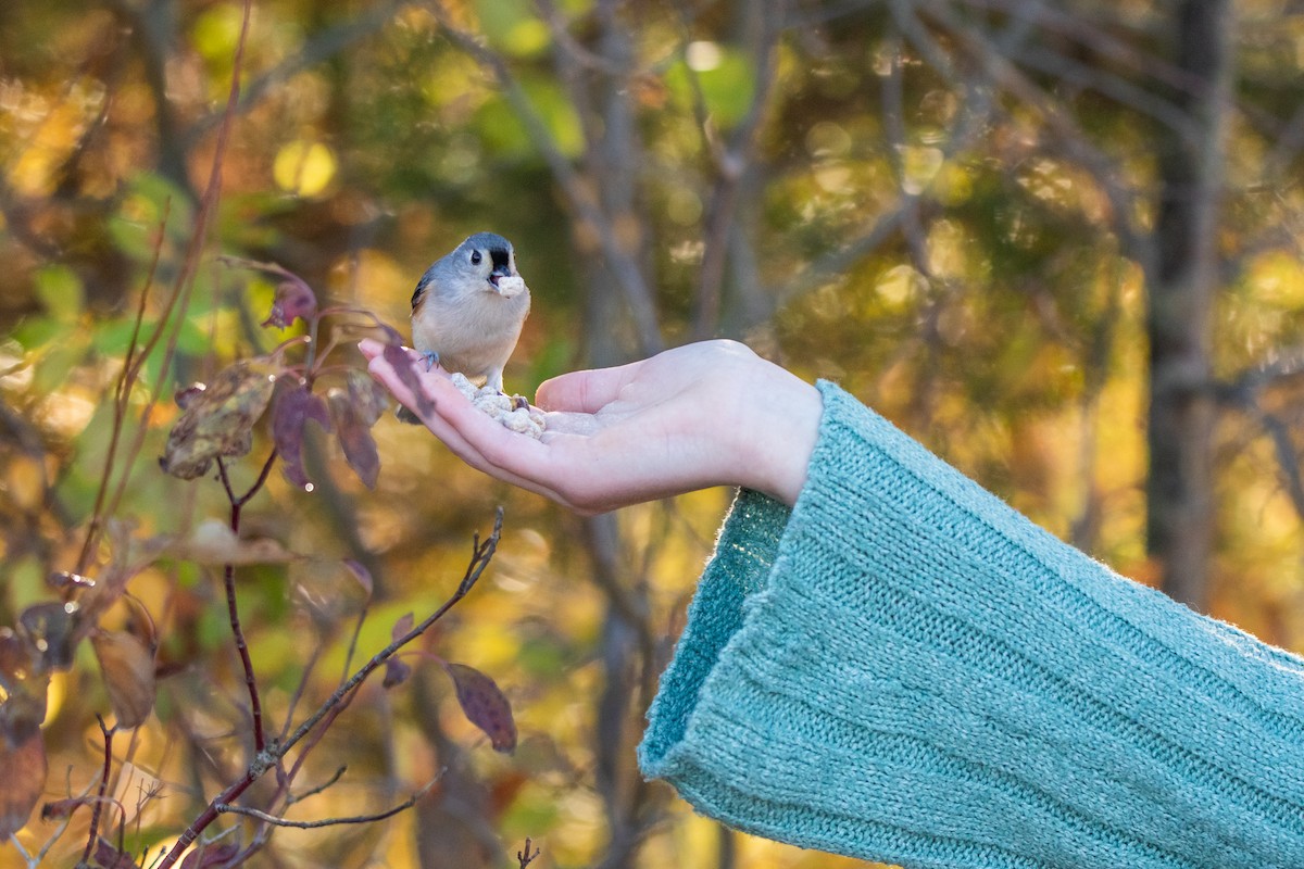 Tufted Titmouse - ML644732860