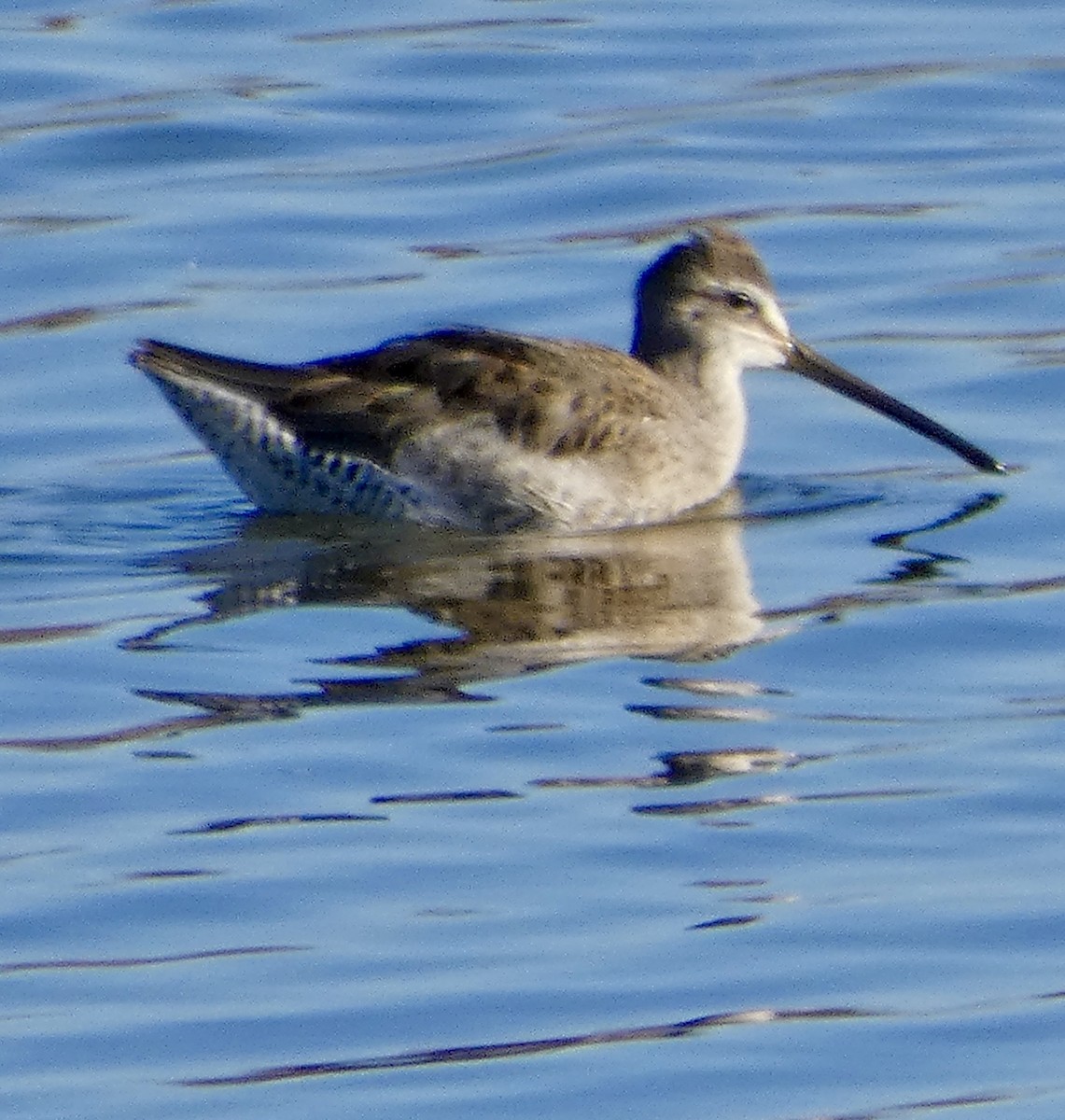 Bécassin à long bec - ML644732871