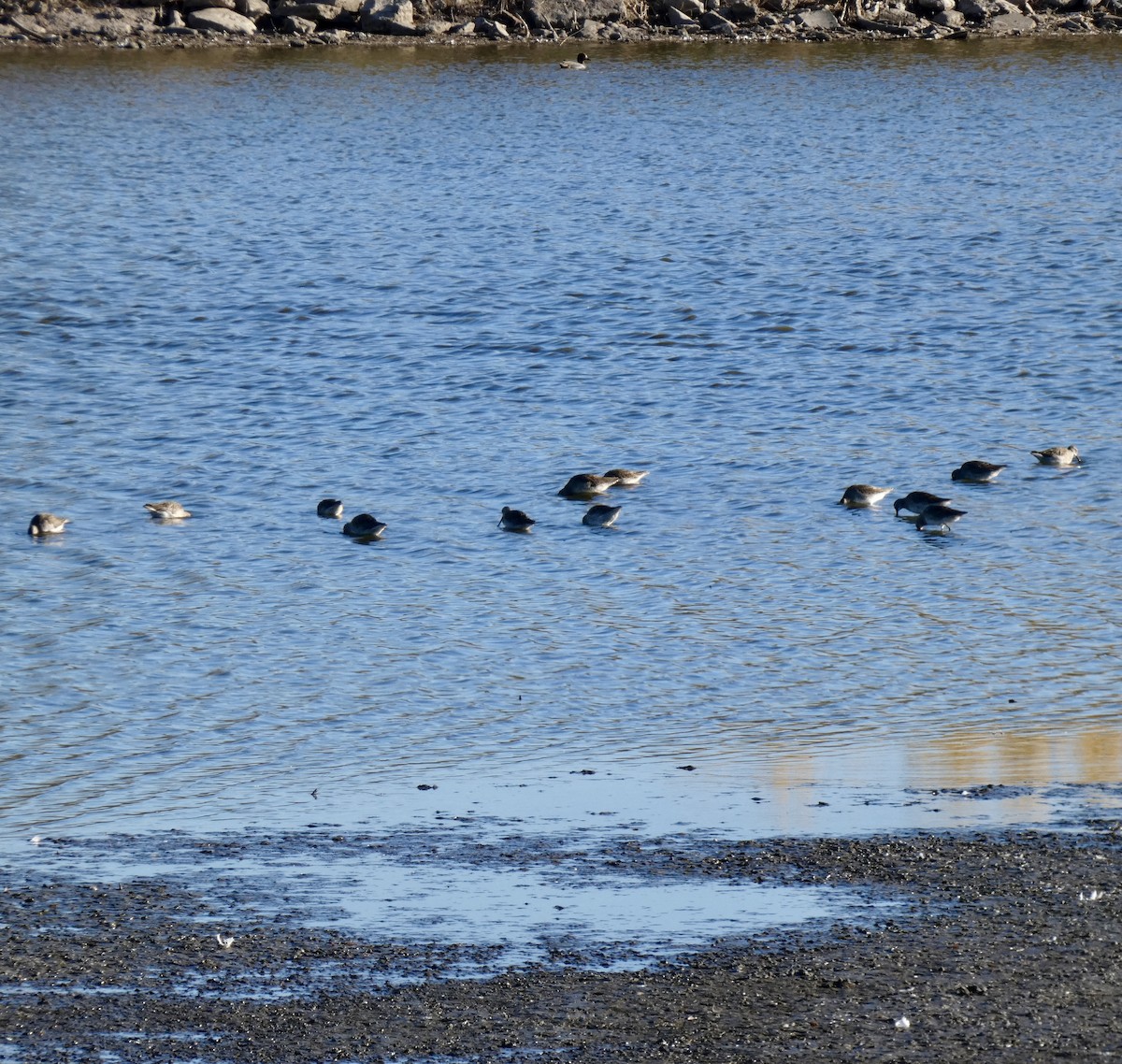 Bécassin à long bec - ML644732873